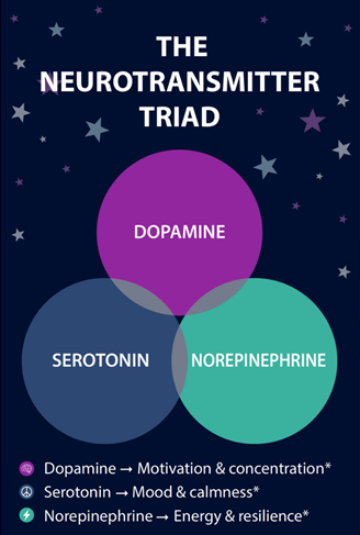 BrainSteady neurotransmitter support diagram.